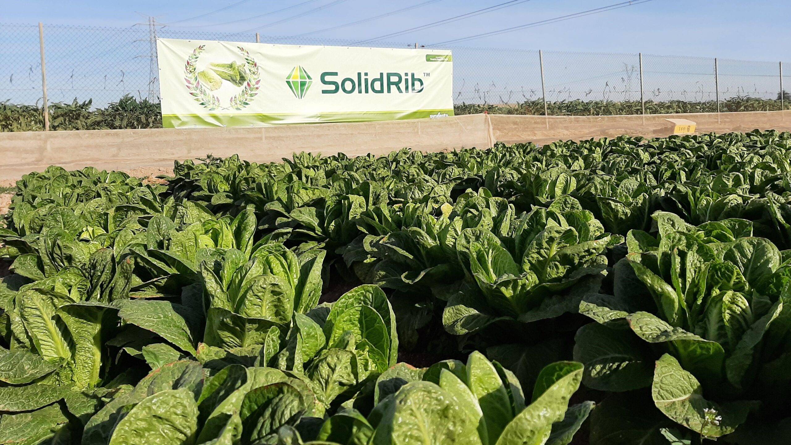 slidrib|Salads Emotion|OPen torrepacheco